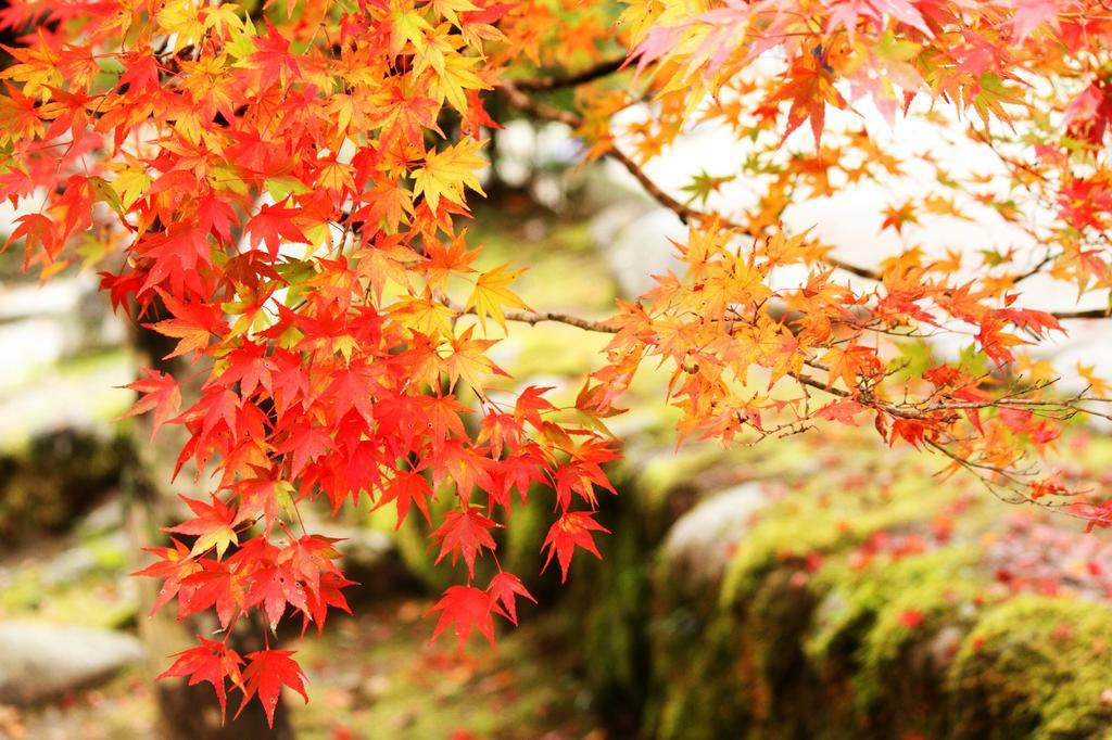 Yutorelo-an ANNEX Hakone Exterior foto